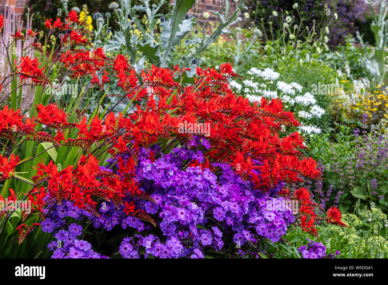 Deep red Crocosmia and purple Phlox flowering plants in a garden herbaceous border. Stock Photo