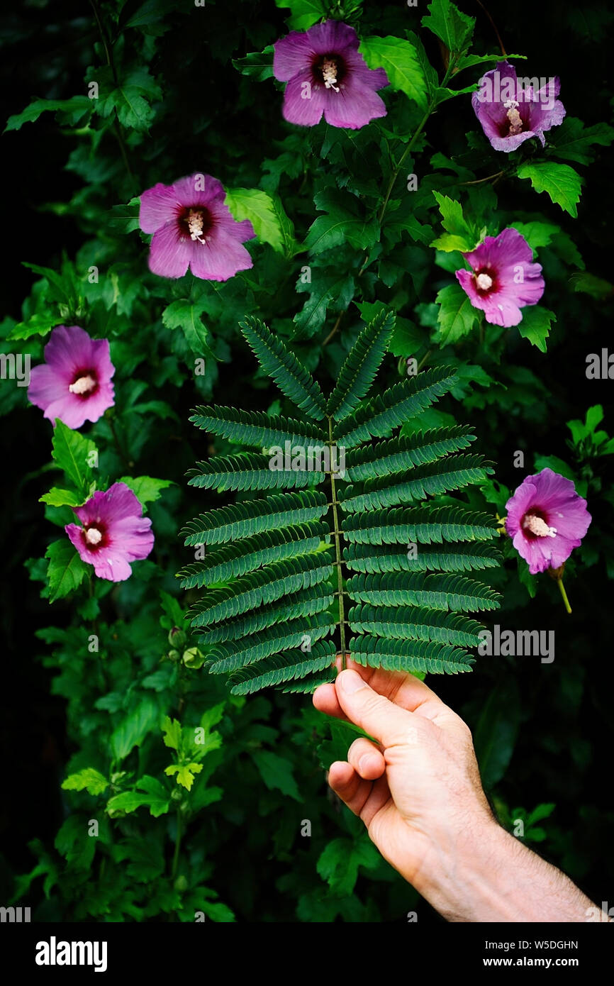 pink silk tree leaf and pink flowers Stock Photo Alamy