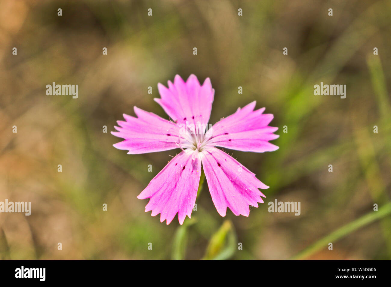 Pink carnation flower (Dianthus deltoides) maiden pink. Wild flowering plant in the forest. Stock Photo