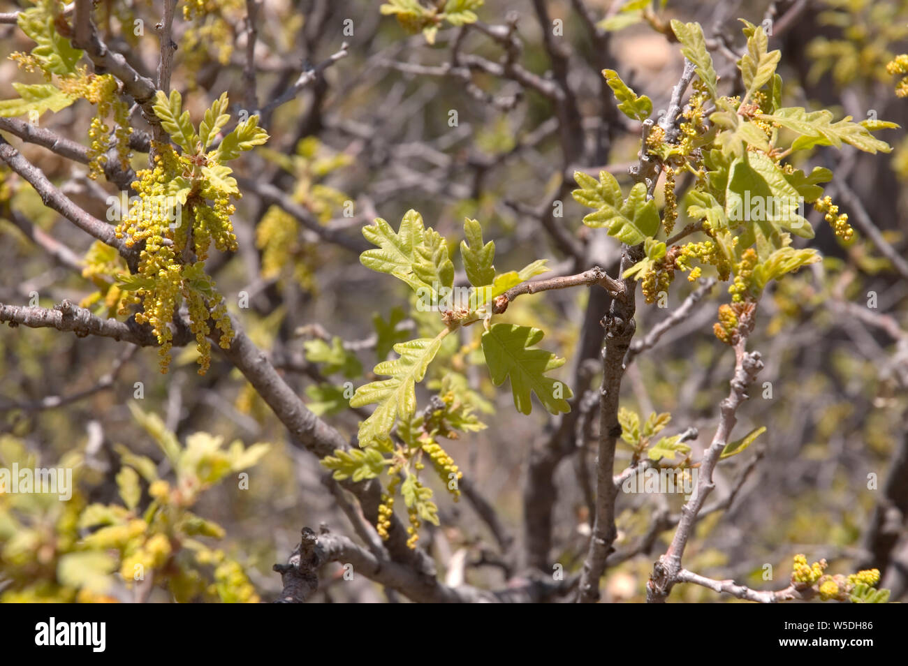 Scrub oak hires stock photography and images Alamy