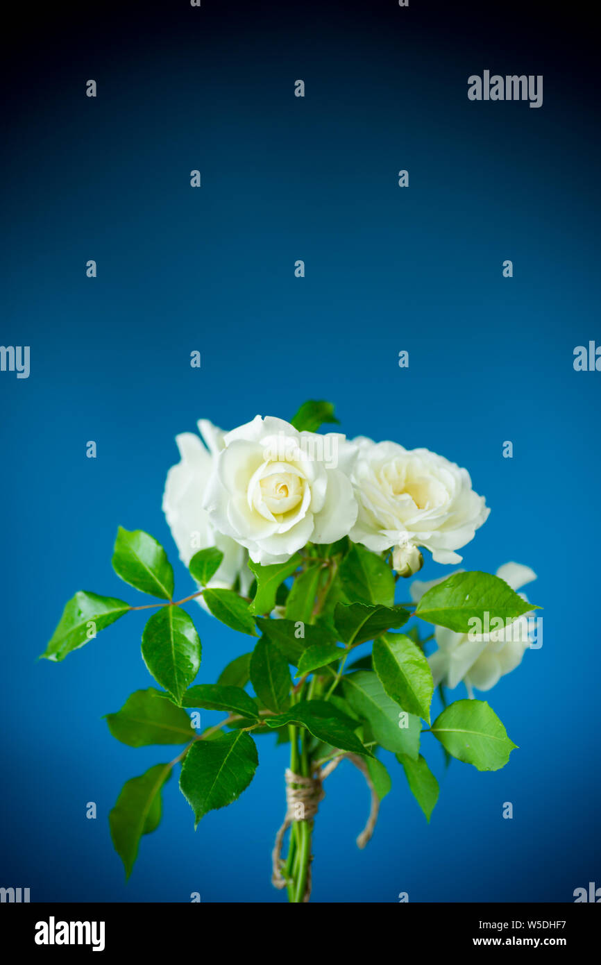 bouquet of beautiful white roses on a blue background Stock Photo - Alamy