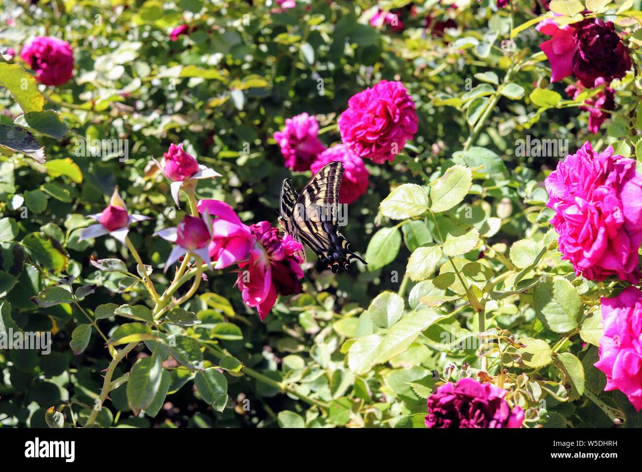Butterfly in Garden Stock Photo - Alamy