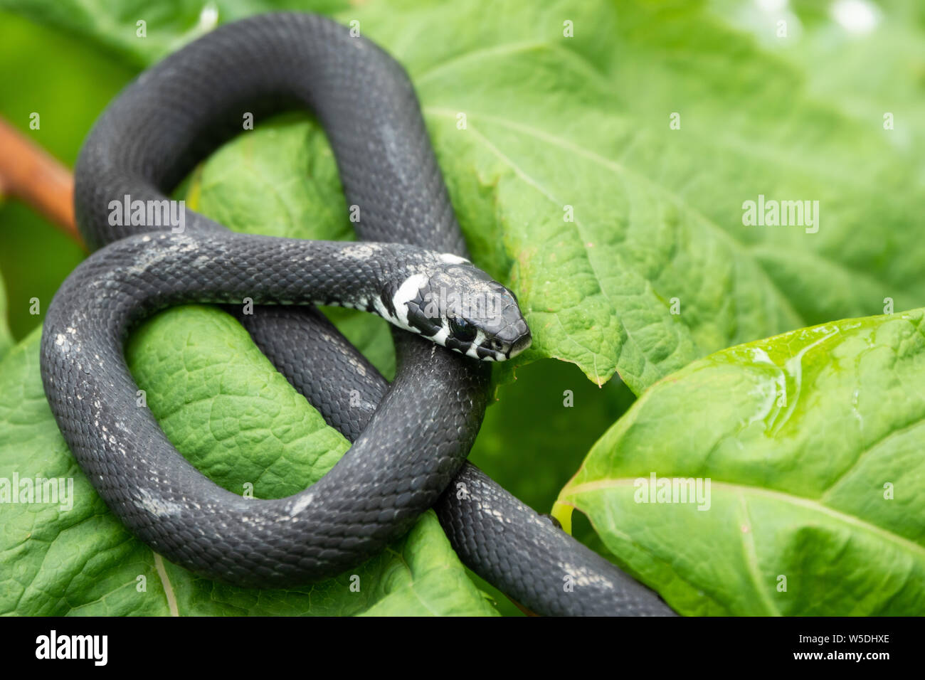 A black snake with white spots sits on a branch with green leaves. The