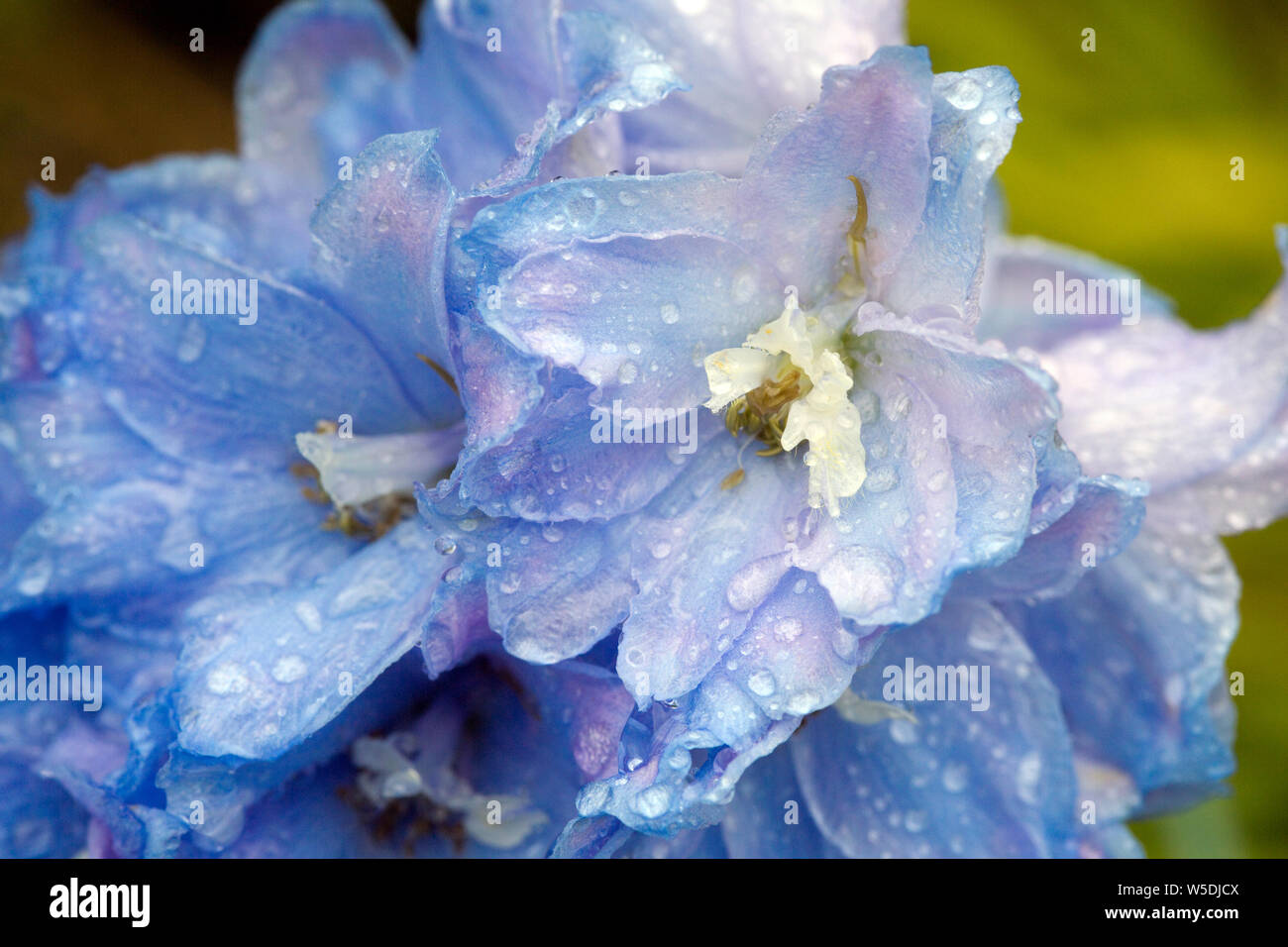 Rittersporn Dephinium Hybride Nahaufnahme einer Blüte mit Regentropfen Stock Photo