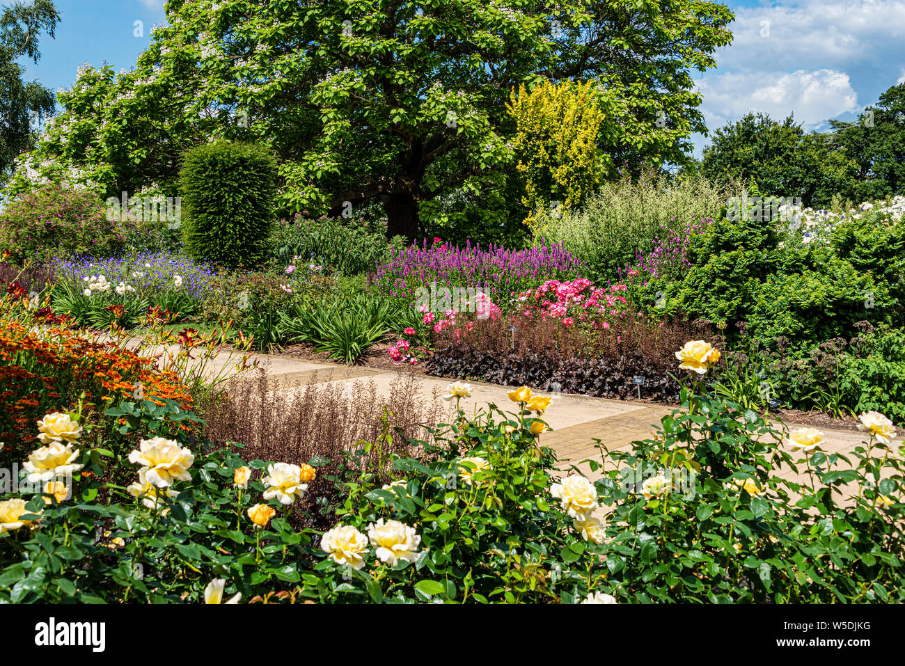 The Bowes-Lyon Rose Garden, RHS Wisley, Royal Horticultural Society. English rose garden. Stock Photo