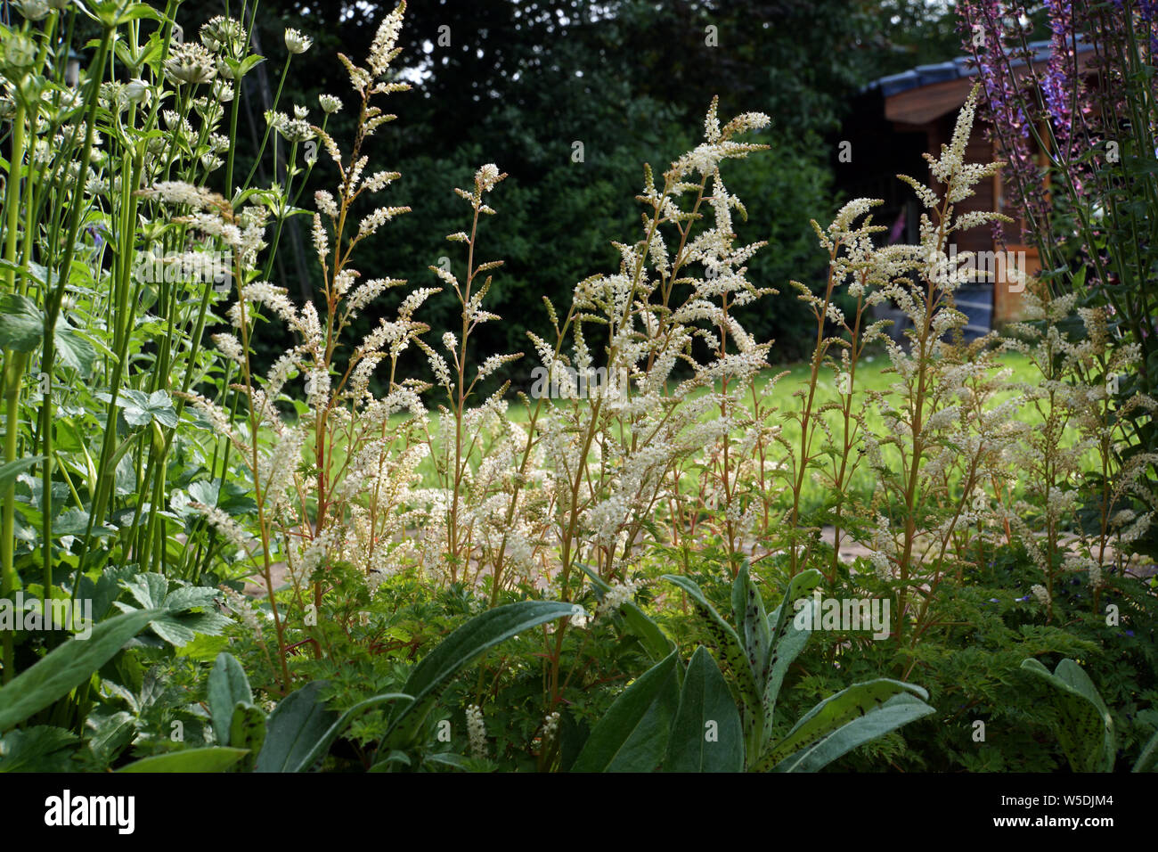 Zwerg-Geissbart, Zwerggeissbart (Aruncus aethusifolius) Stock Photo