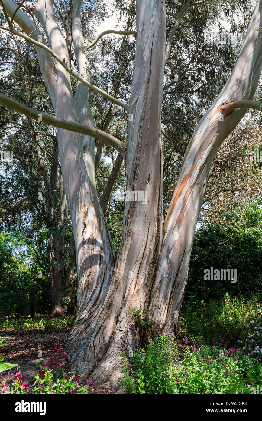 Eucalyptus Dalrympleana ,Mountain Gum, Broad-leaved Kindling Bark, Broad-leaved Ribbon Gum. Evergreen tree, with attractive peeling bark. Stock Photo