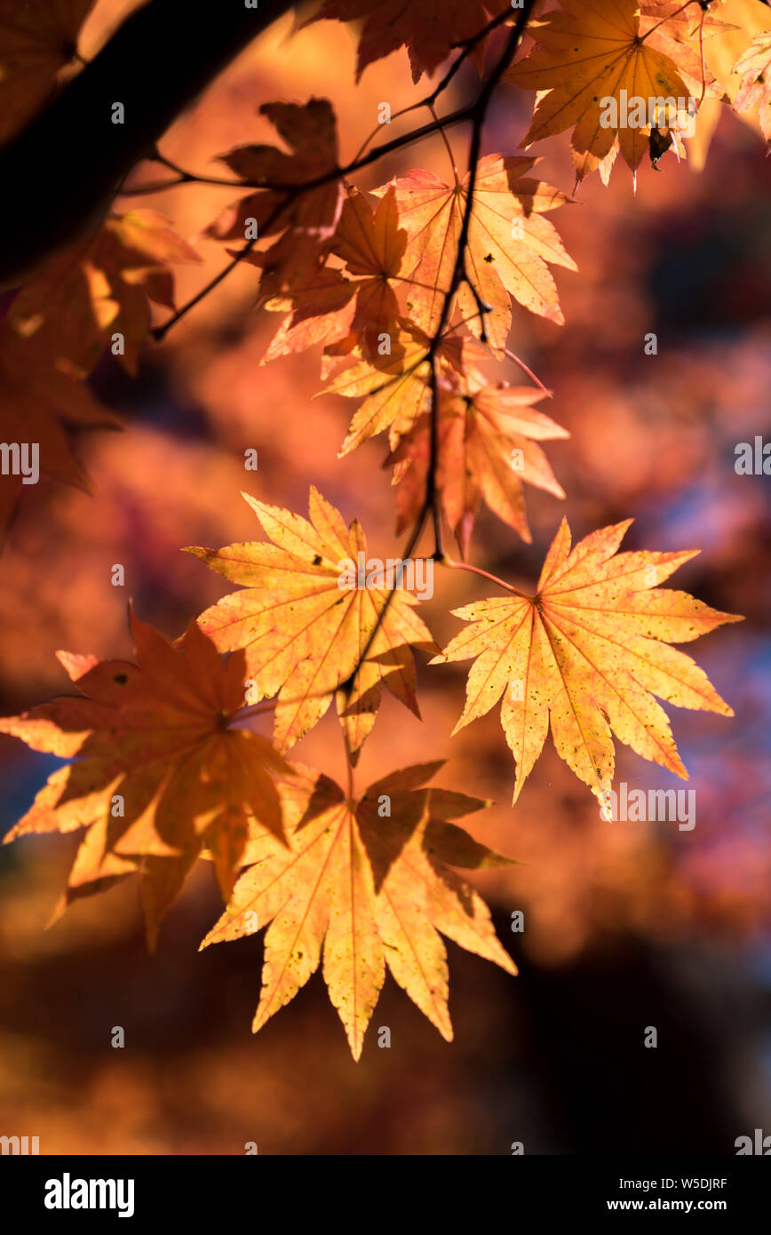 Red leave of maple tree for autumn fall background Stock Photo - Alamy