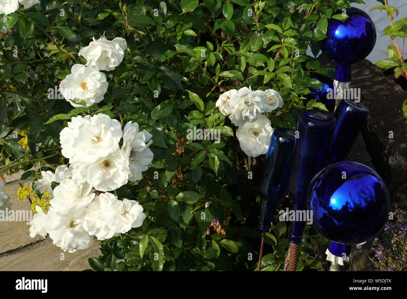 weisse Strauchrose mit blauer Gartendekoration aus Glas Stock Photo