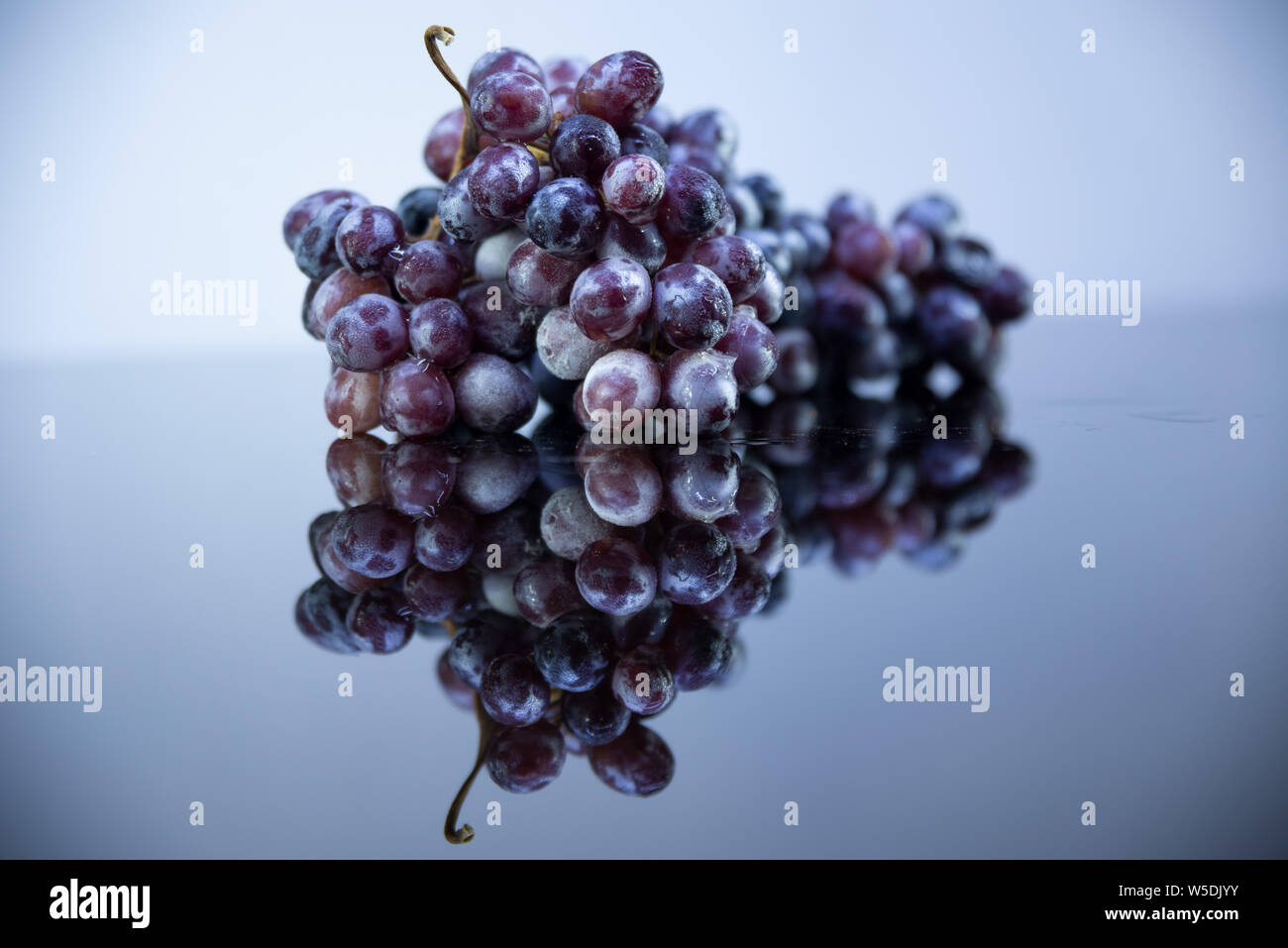Feel cold with frozen Grapes Stock Photo