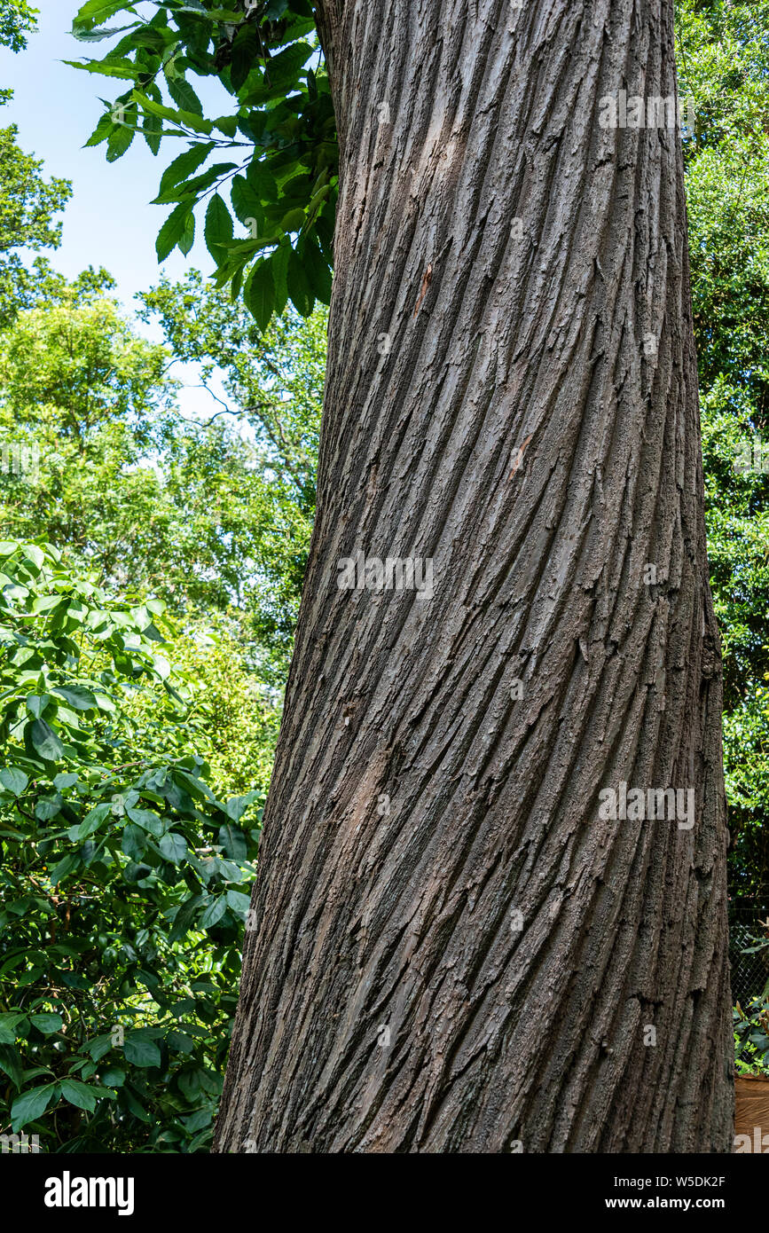 Castanea Sativa,Sweet Chestnut,Fagaceae. Close up of Chestnut bark. Stock Photo