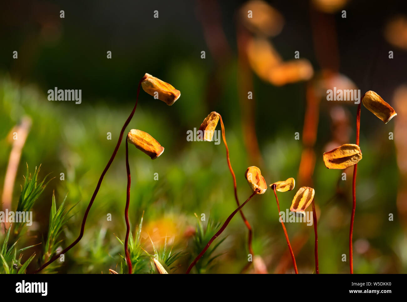 Sphagnum moss seed bags close up Stock Photo - Alamy