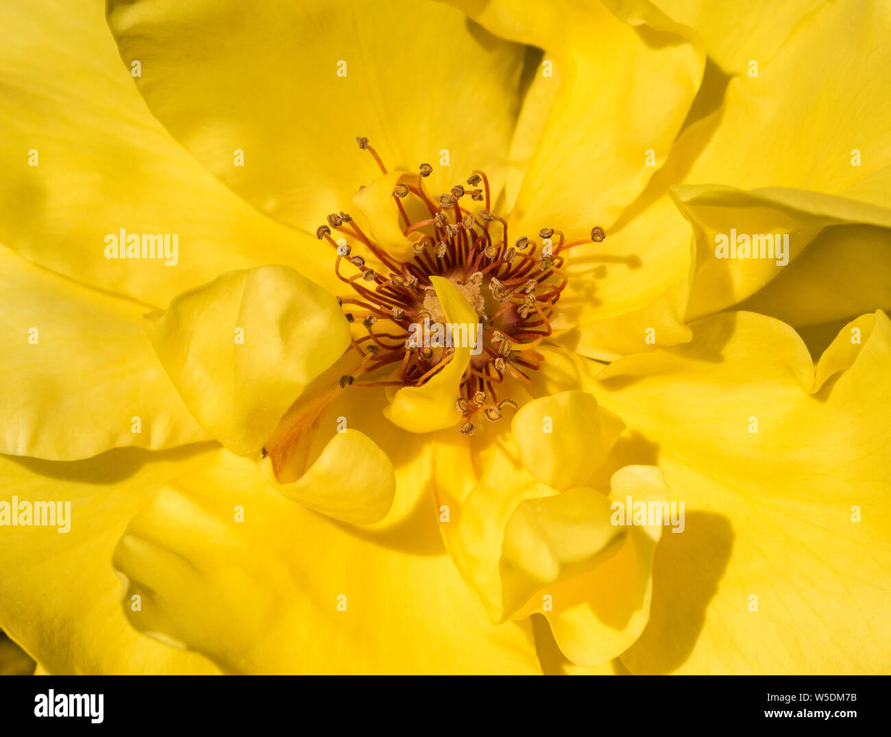 A close up of a yellow rose (possibly climbing rose,  'Golden Showers'). Stock Photo
