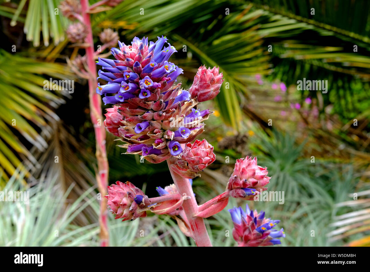 Puya venusta (Chagualillo), a rare plant native of Chile and part of the Bromeliaceae family, at the San Francisco Botanical Garden in California. Stock Photo