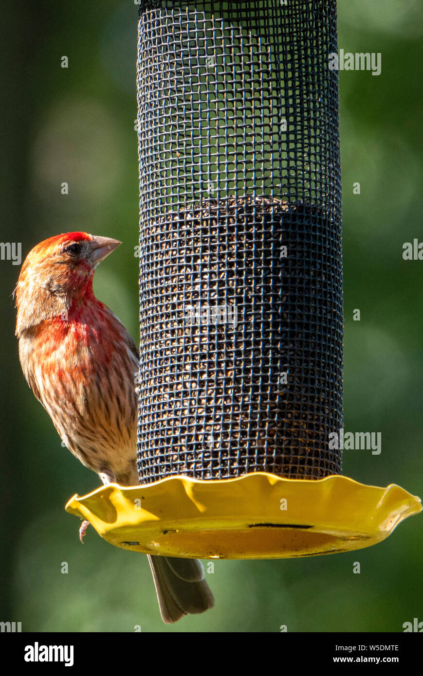 Coming to the fore Stock Photo