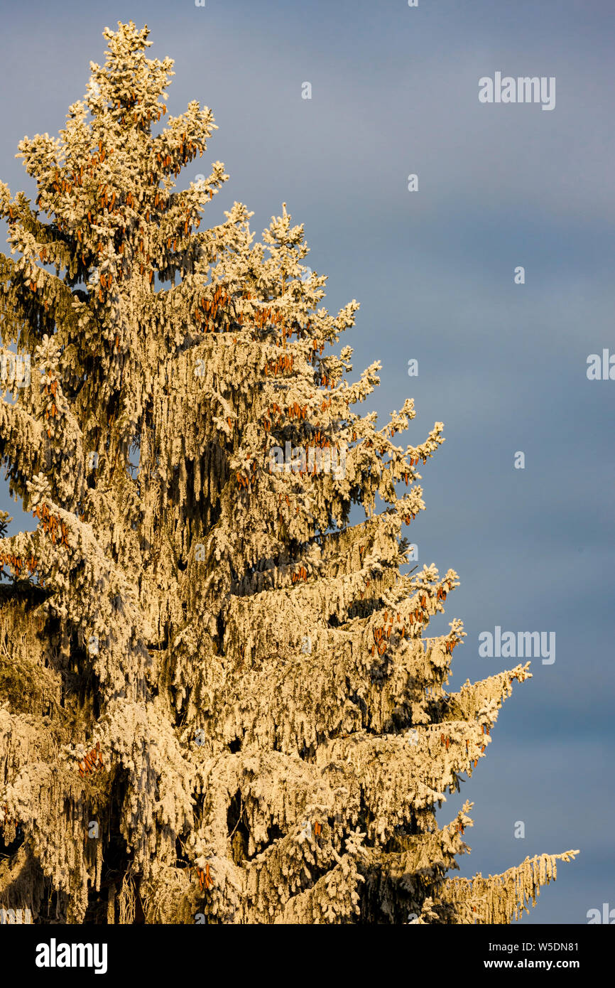 frosty morning in winter landscape, Czech Republic Stock Photo - Alamy