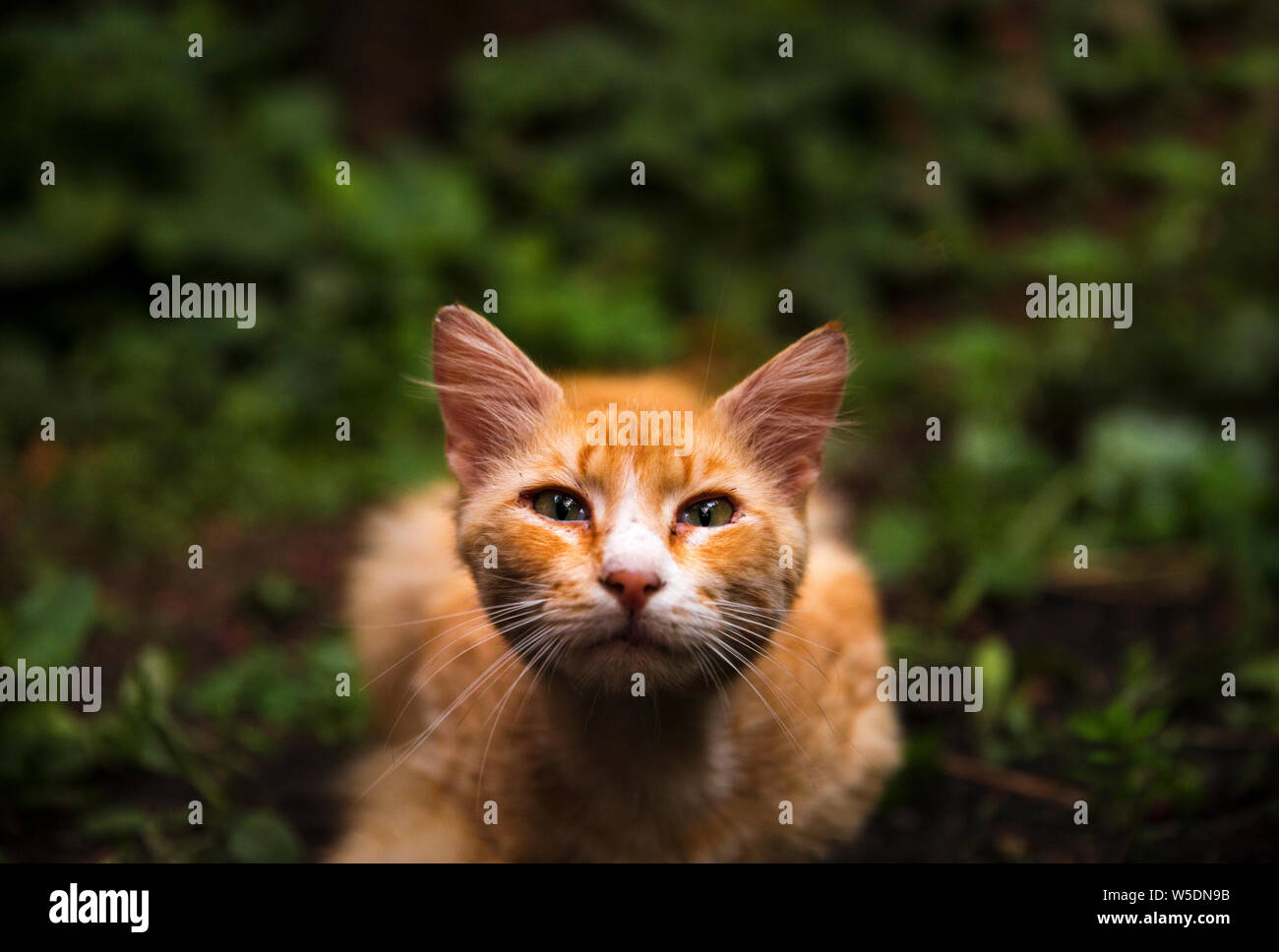 Ginger cat lying in the garden and looking straight at the camera. Ginger version of cat from Pet Sematary Stock Photo