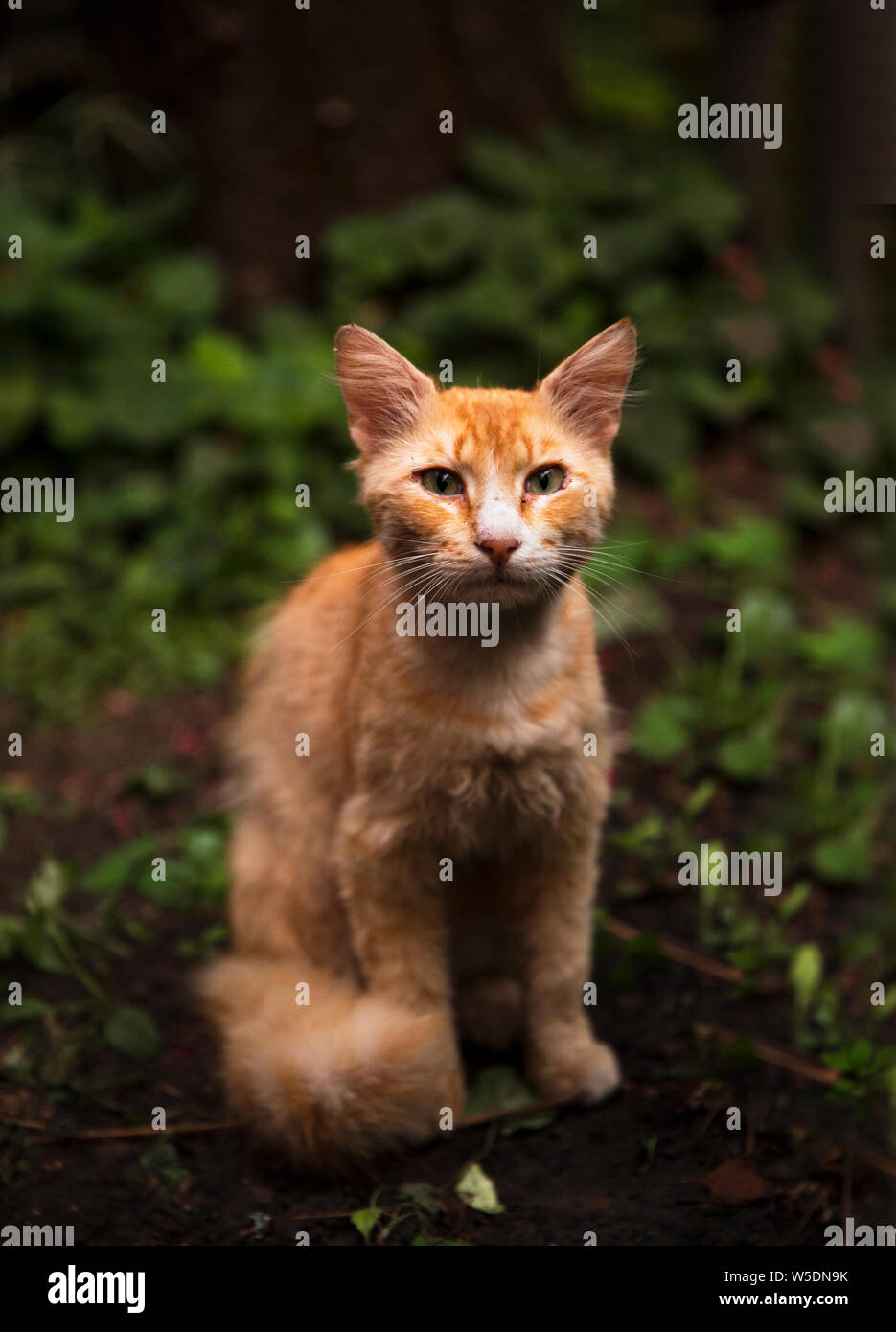 Ginger cat sitting in the garden and looking straight at the camera. Ginger version of cat from Pet Sematary Stock Photo