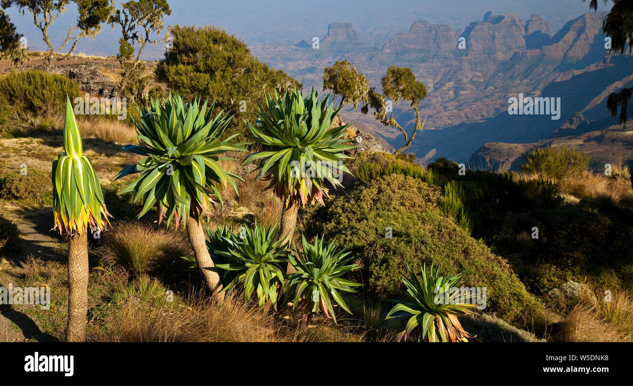 Lobelia gigante s en la zona de Chennek, Montañas Simien, Etiopia ...