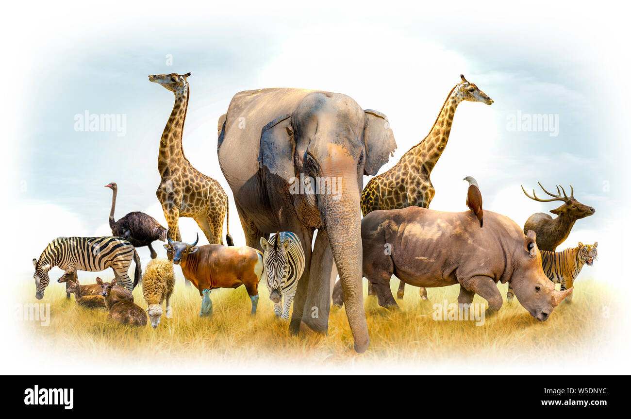 African safari and Asian animals in the theme illustration, filled with many animals, a white border image Stock Photo