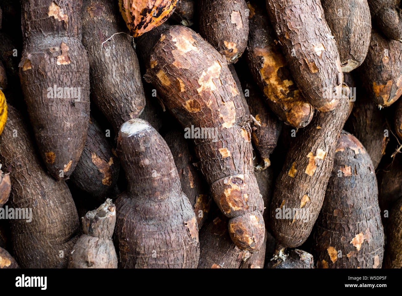 Bunch of freshly harvested Cassava, also called manioc, yuca, balinghoy, mogo, and mandioca. Selective focus. Stock Photo
