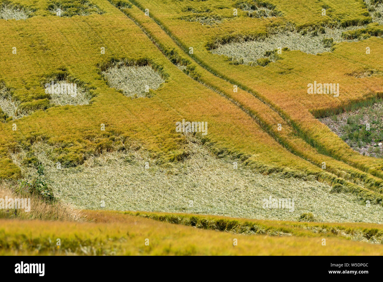 Cheltenham, Gloucestershire, England, UK.  Storm damaged crops in a farmers field much of the crop is laying flat after strong winds and heavy rain. Stock Photo