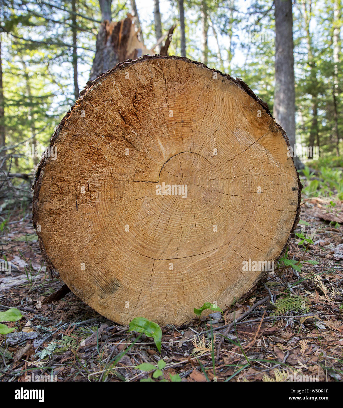 Cross-section of a cut pine tree in Cascade River State Park along the North Shore of Lake Superior, Minnesota Stock Photo
