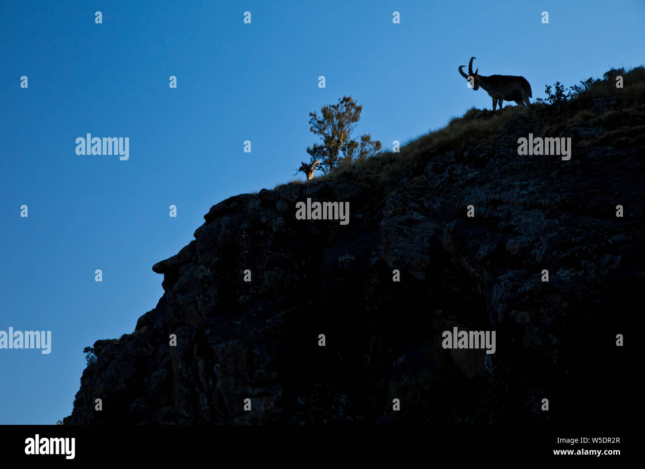 Cabra Ibex Walia, Montañas Simien, Etiopia, Africa Stock Photo