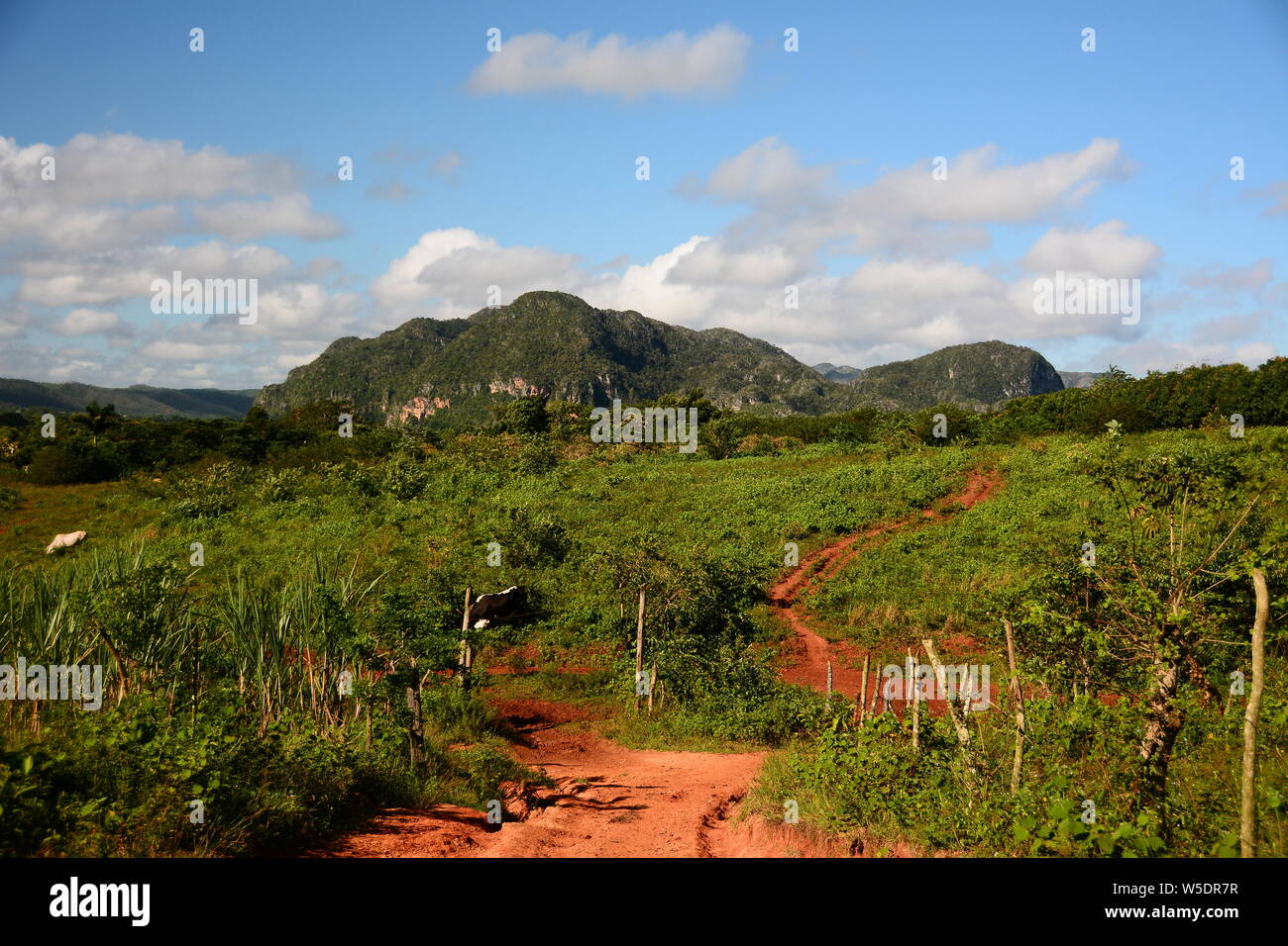 Landscape Viñales in the Pinar del Río Province Cuba Stock Photo