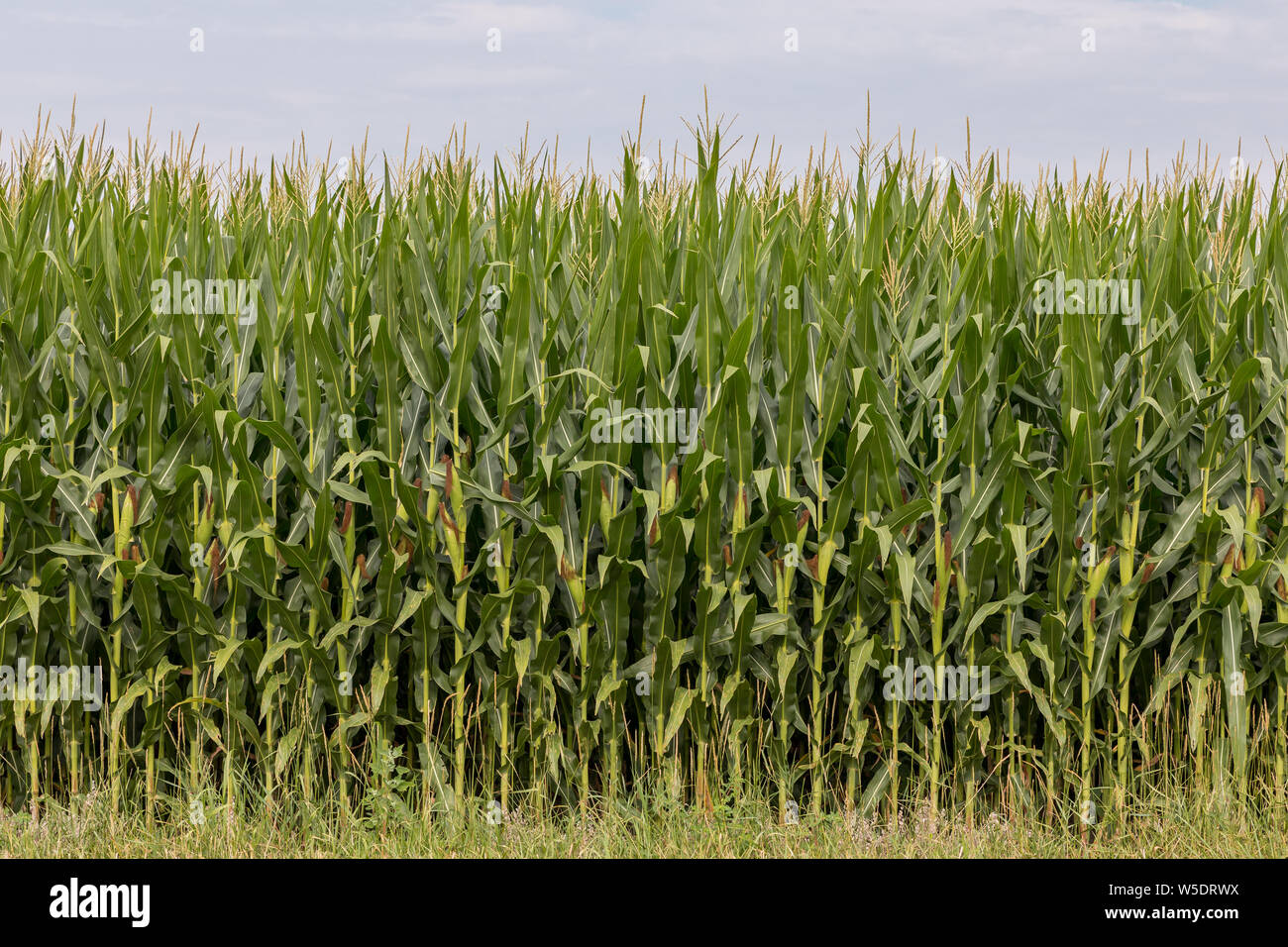 Corn field with tassels, silk, and ears of corn on healthy corn stalks in mid summer Stock Photo