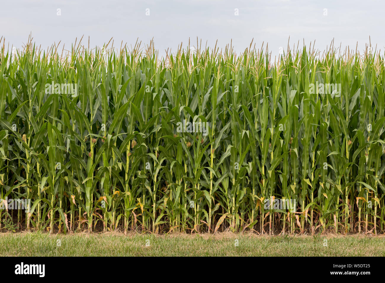 Corn field with tassels, silk, and ears of corn on healthy corn stalks in mid summer Stock Photo