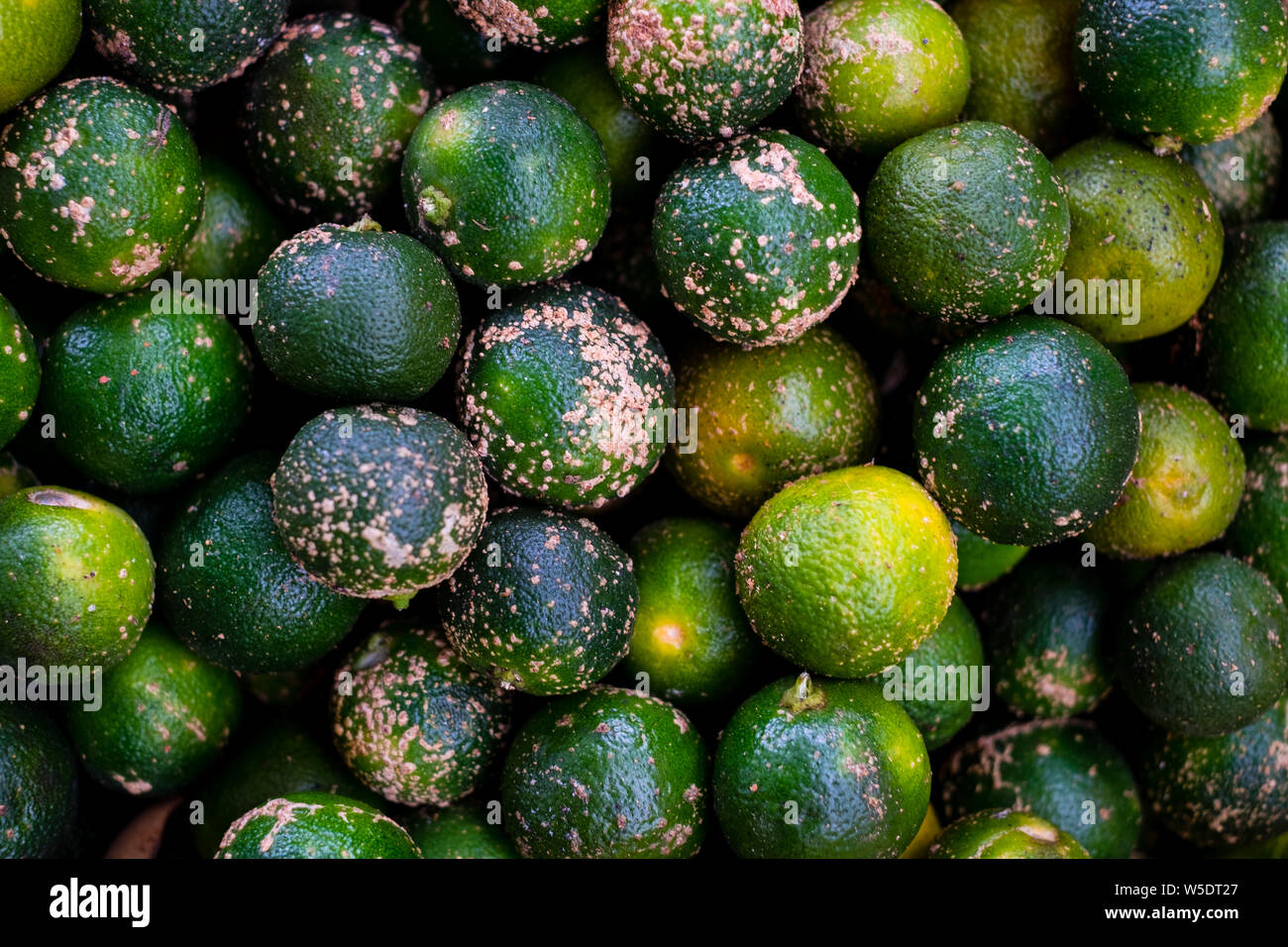 Filled frame of organic and juicy calamansi (AKA citrus microcarpa, calamondin or Philippine lime), used for lemonade and cooking. Selective focus. Stock Photo