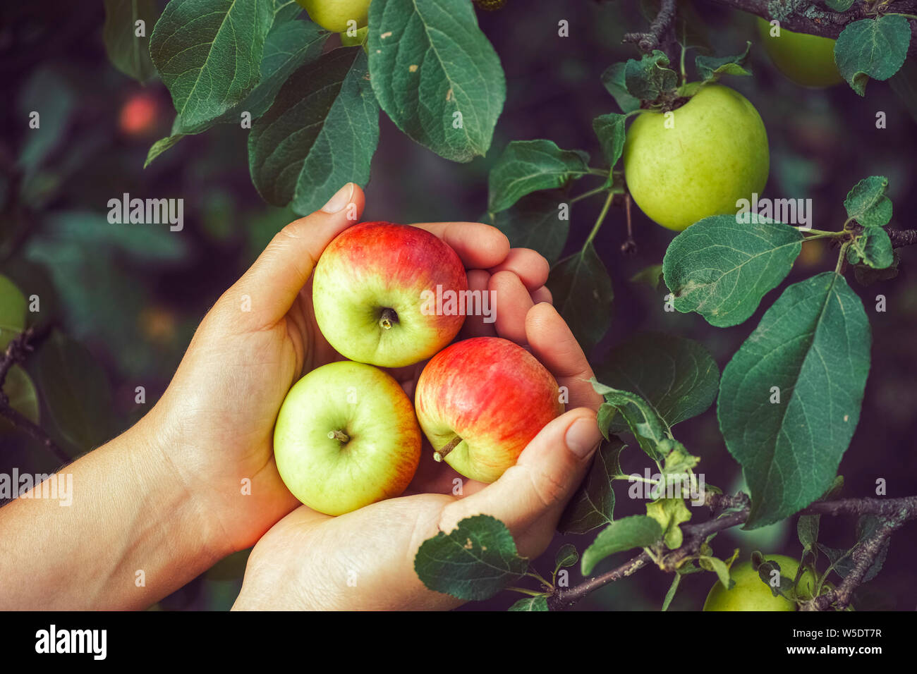 Farmer hands apple hi-res stock photography and images - Alamy