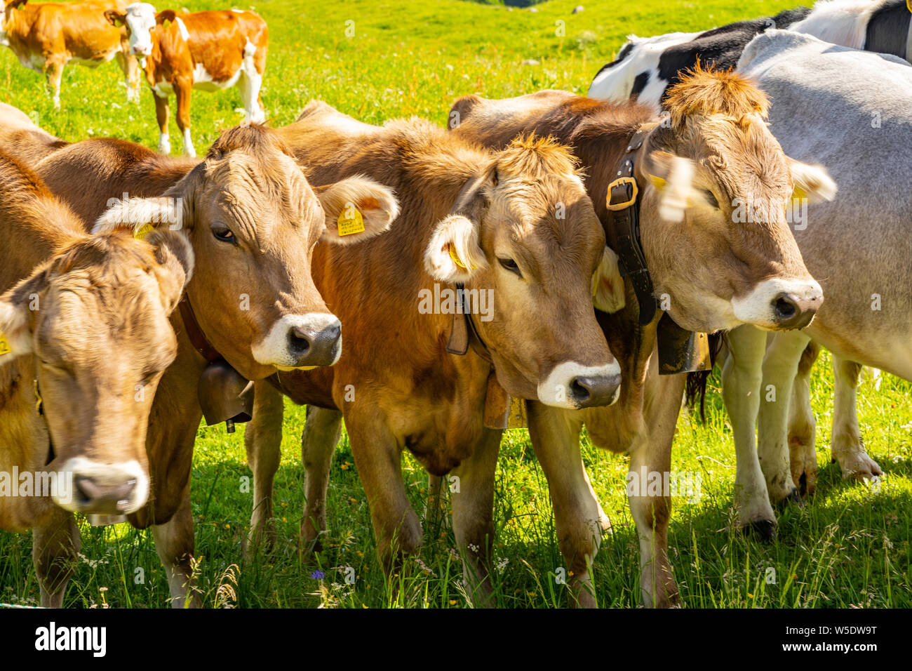 Scenic landscape with herd of cow on pasture Stock Photo - Alamy