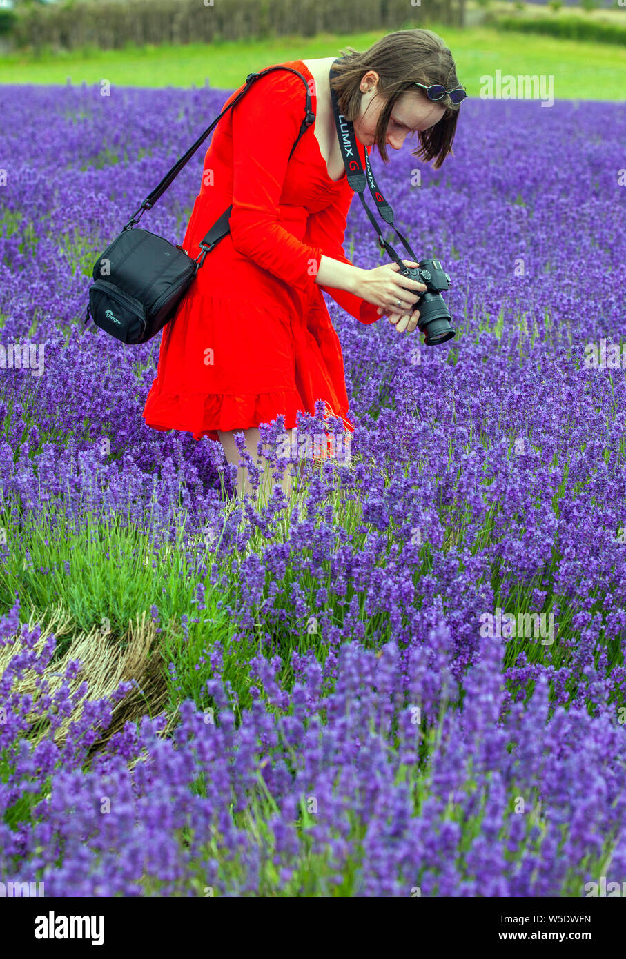 Woman in red coat walking through colourful lavender fields at Cotswold lavender near Broadway Worcestershire, England UK Stock Photo