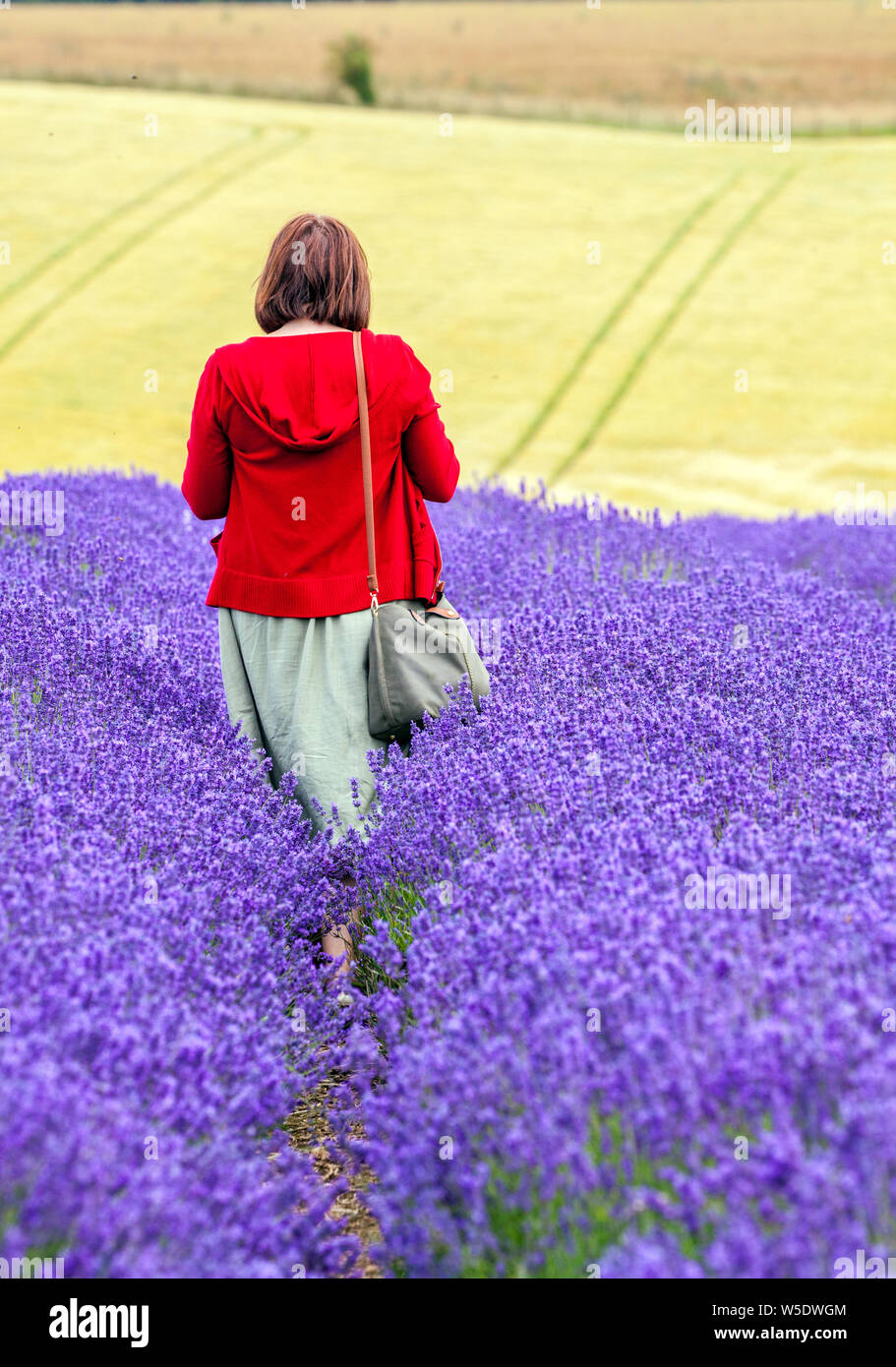 Woman in red coat walking through colourful lavender fields at Cotswold lavender near Broadway Worcestershire, England UK Stock Photo