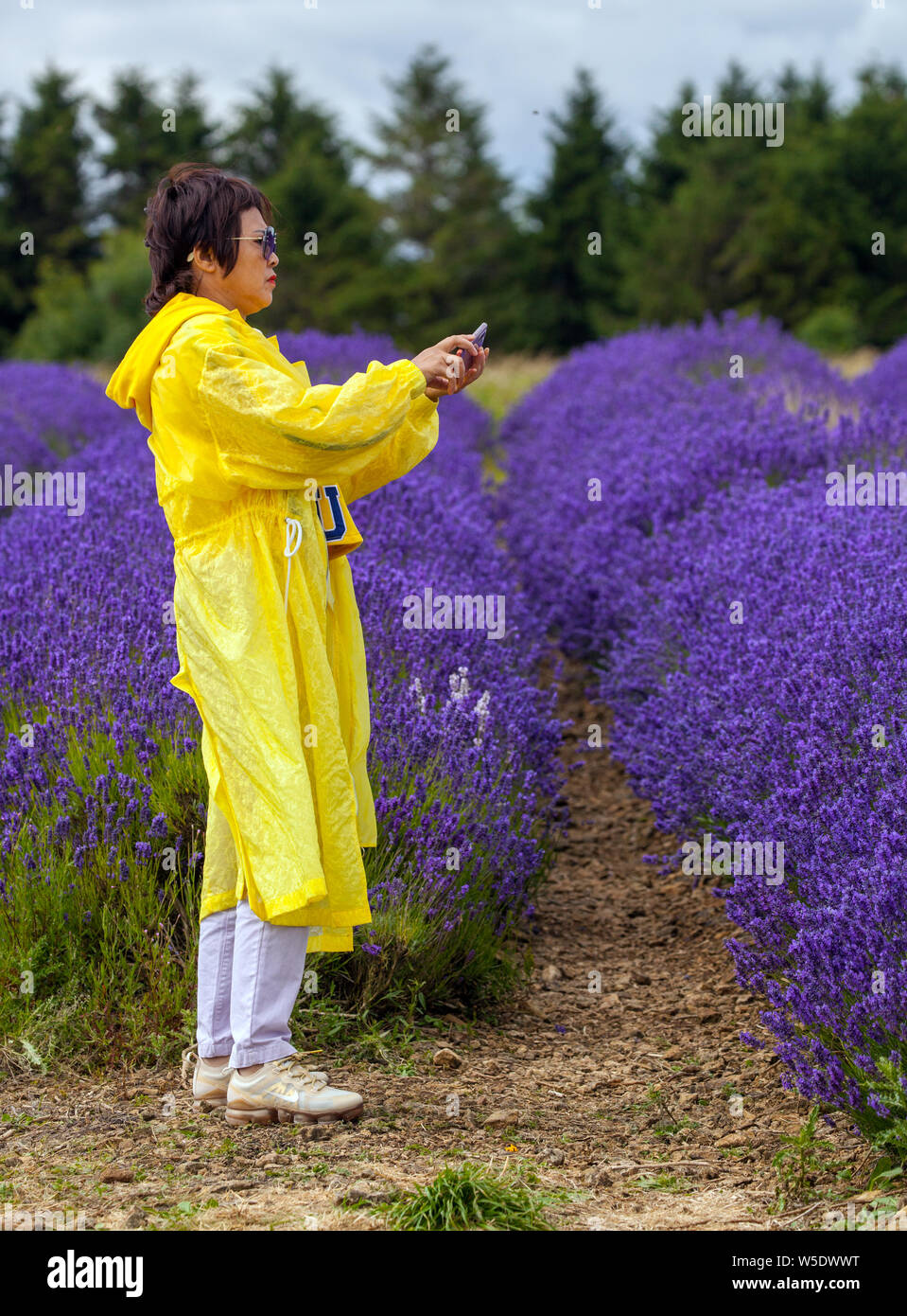 Woman taking photographs of colourful lavender fields at Cotswold lavender near Broadway Worcestershire, England UK Stock Photo