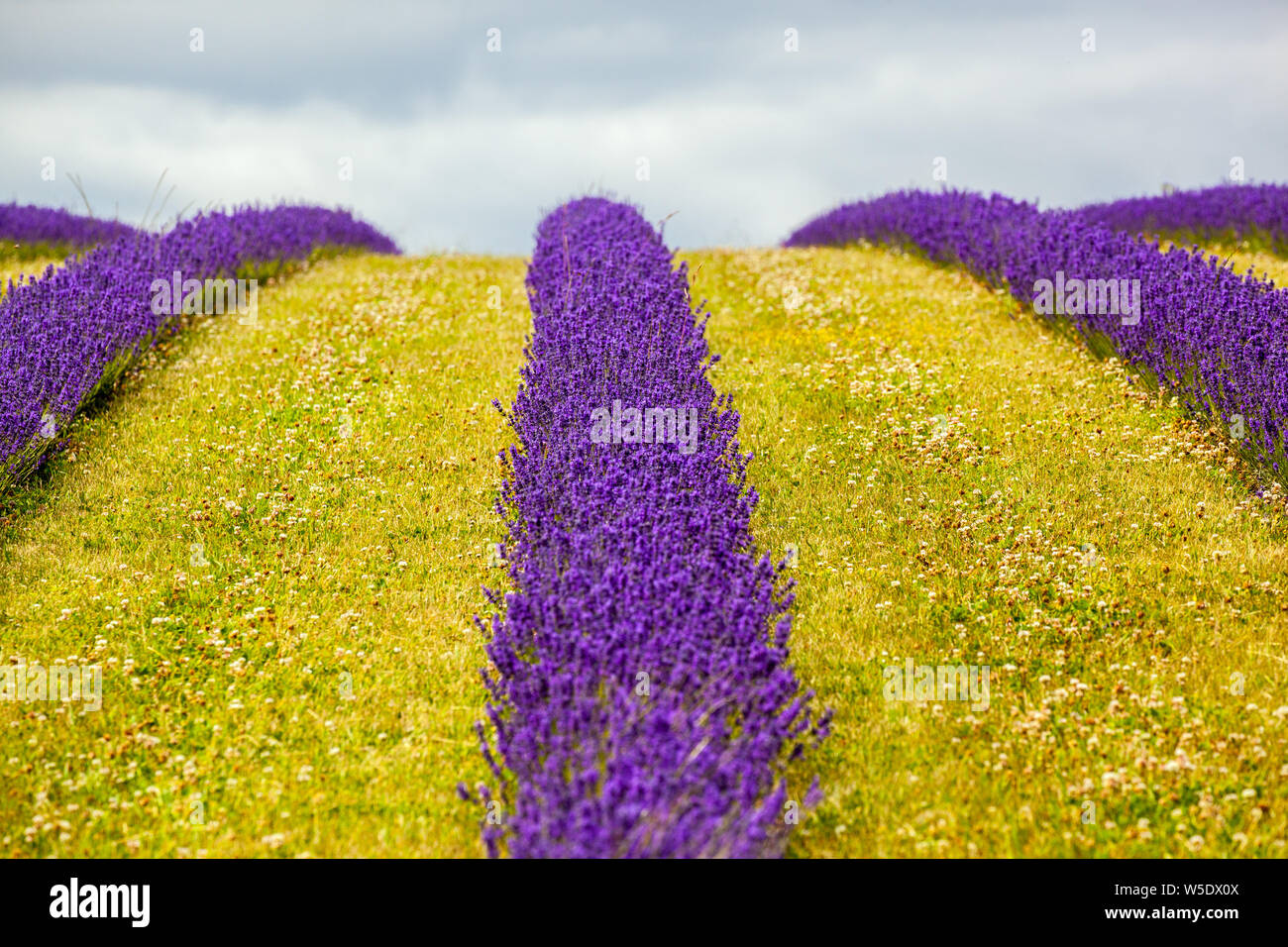 Colourful lavender fields at Cotswold lavender near Broadway Worcestershire, England UK Stock Photo