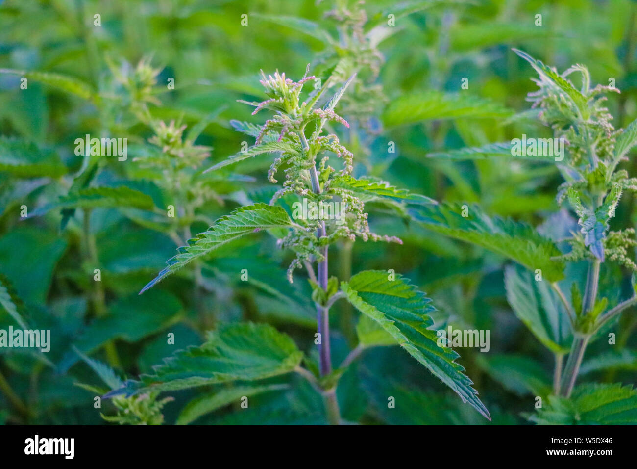 Urtica dioica, common or stinging nettles background. Fresh green nettles in springtime, alternative medicine, healthy herb Stock Photo