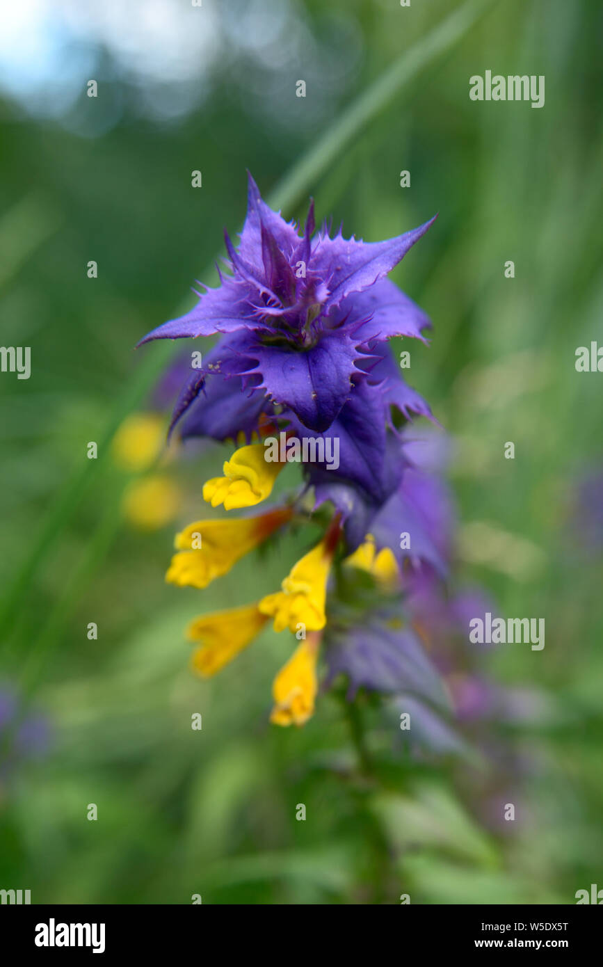 Wood cow-wheat (Melampyrum nemorosum) - wild flower, herb with beautiful blue and yellow flower close-up Stock Photo