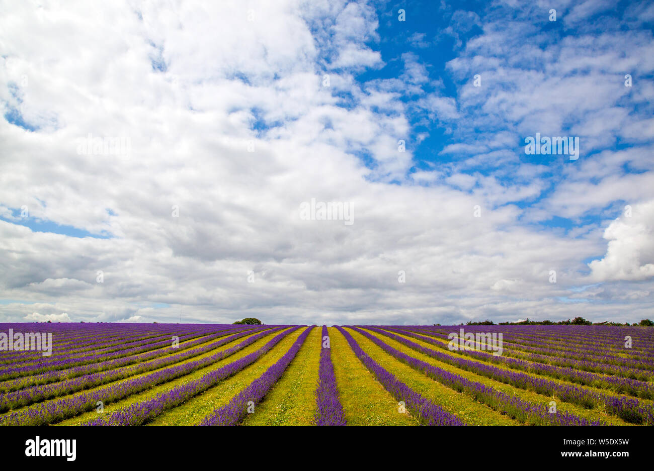 Colourful lavender fields at Cotswold lavender near Broadway Worcestershire, England UK Stock Photo