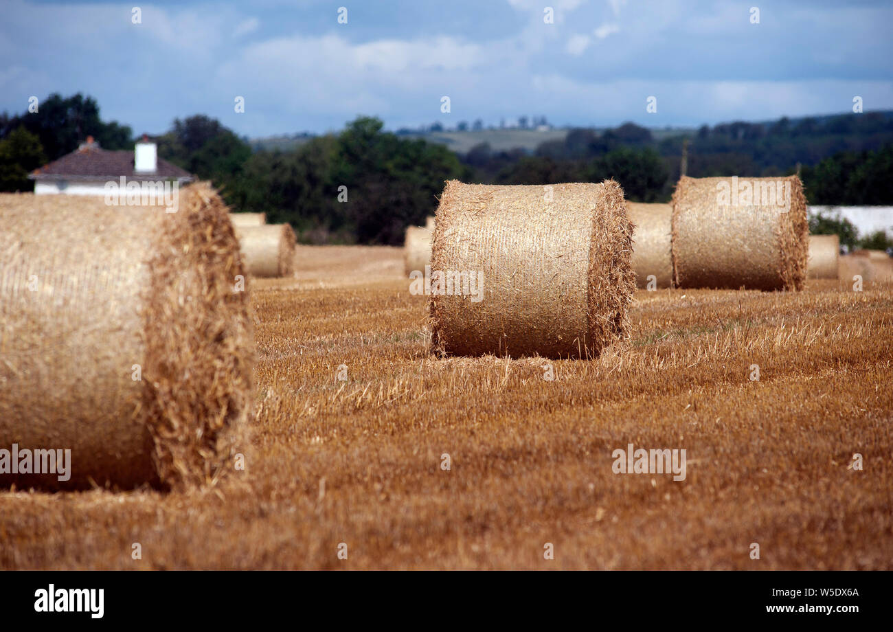 Round straw bales in the field, Bunclody, Wexford, Ireland, Europe