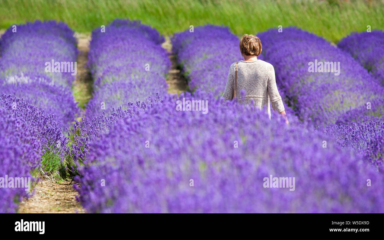 Woman i walking through colourful lavender fields at Cotswold lavender near Broadway Worcestershire, England UK Stock Photo