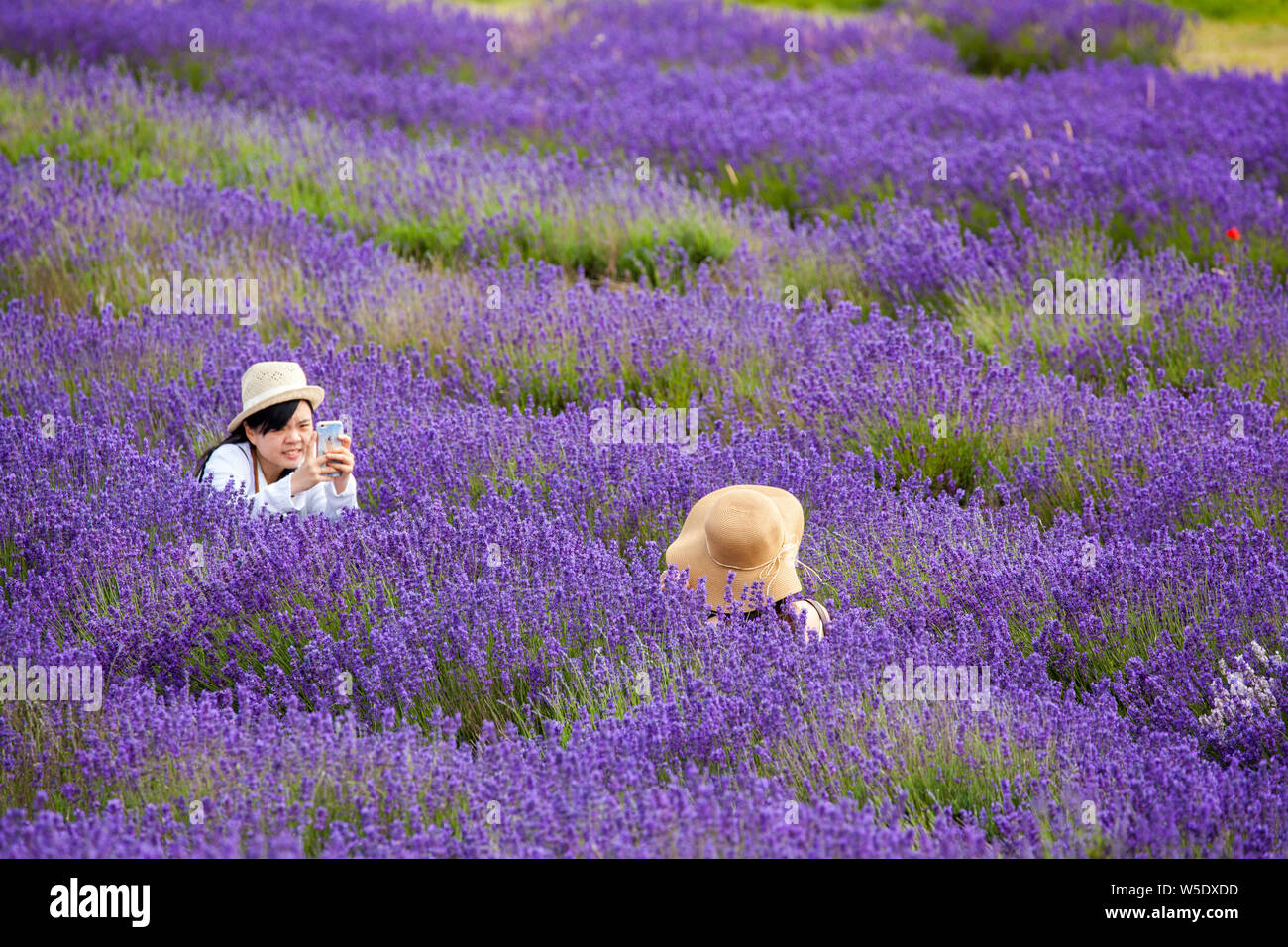 Two women posing for photographs and selfies in the lavender fields at Cotswold lavender near Broadway Worcestershire, England UK Stock Photo