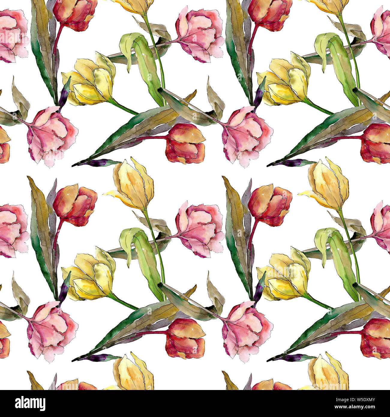 Tulip floral botanical flowers. Watercolor background illustration set ...