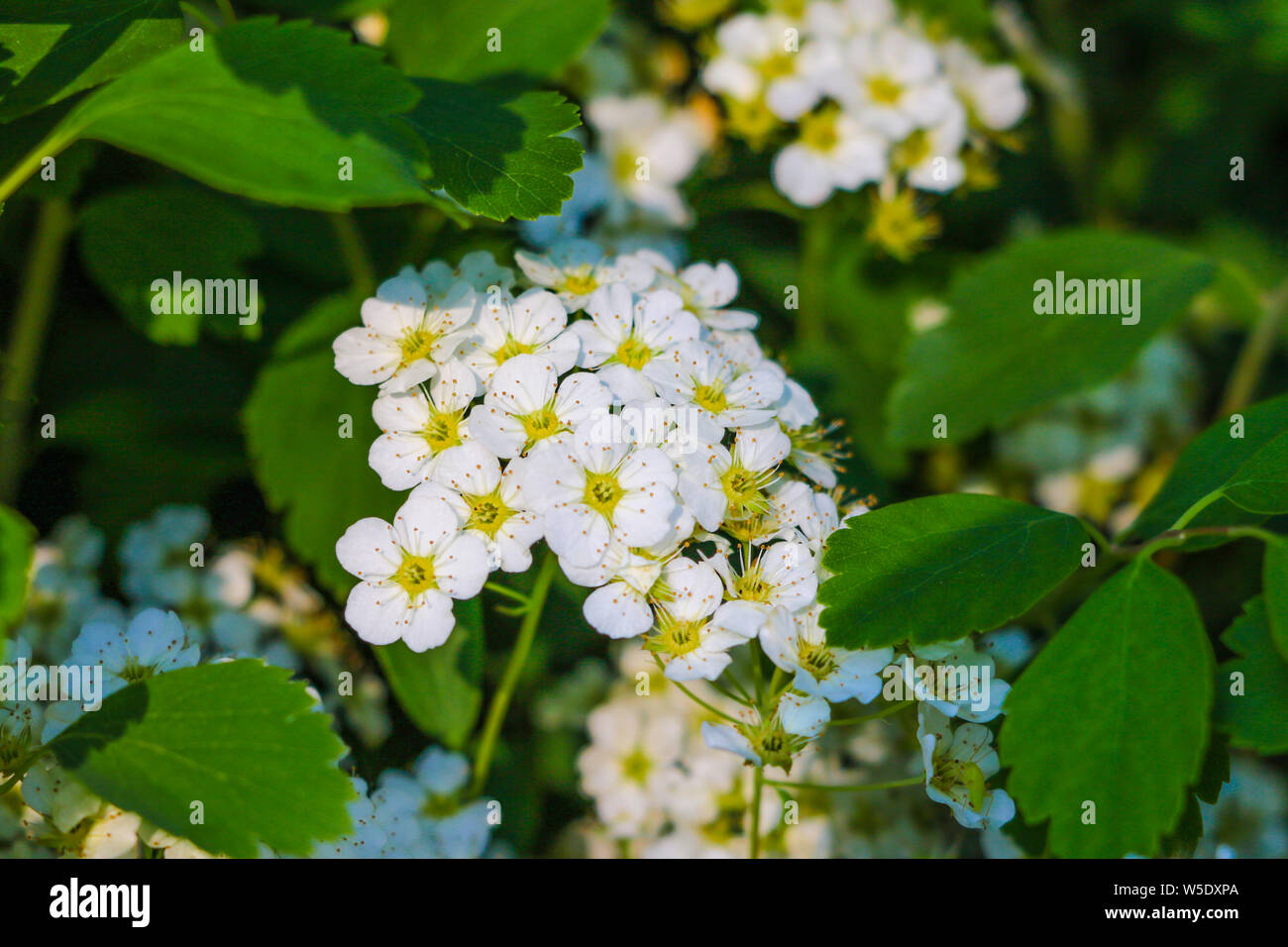 Cloth of gold Scientific name: Lantana camara L. yellow and white flower. Yellow and white Lantana flowers in the garden. flower picture for backgroun Stock Photo