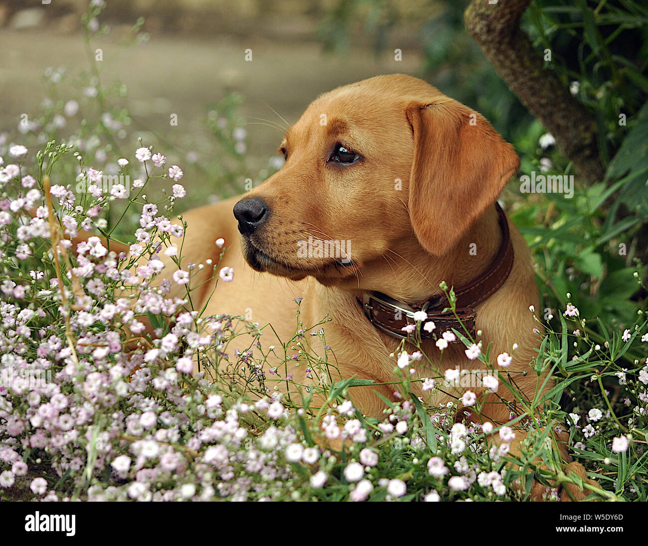 Red fox labrador immagini e fotografie stock ad alta risoluzione