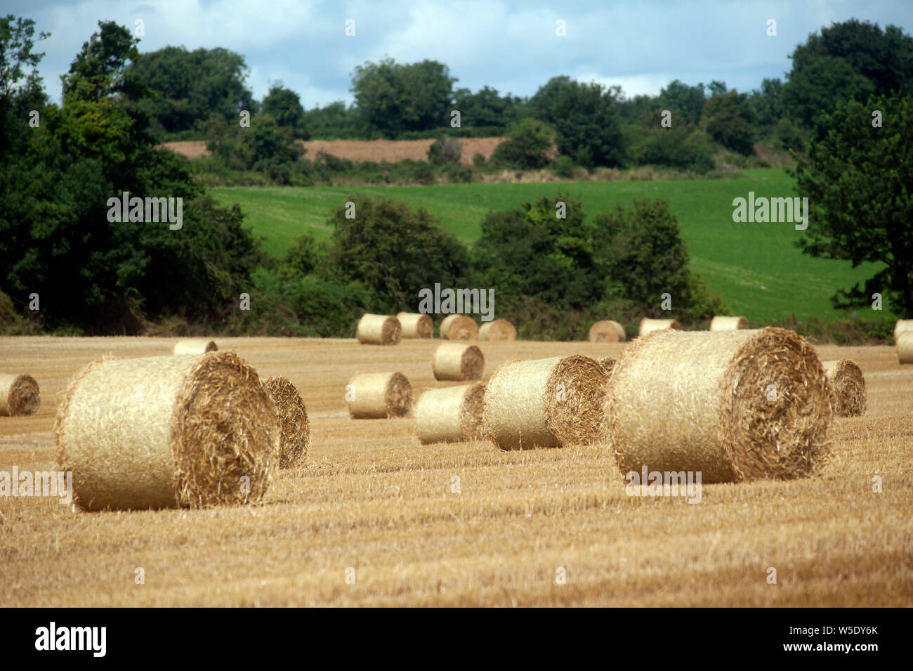 Round straw bales in the field, Bunclody, Wexford, Ireland, Europe