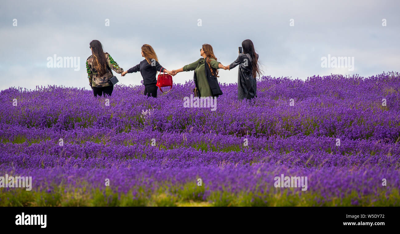 Group of four girls / women posing for photographs and selfies in the lavender fields at Cotswold lavender near Broadway Worcestershire, England UK Stock Photo