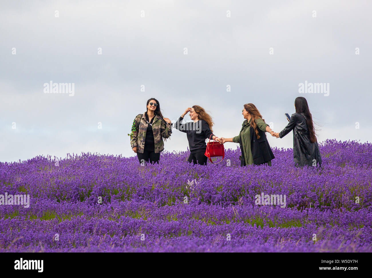 Group of four girls / women posing for photographs and selfies in the lavender fields at Cotswold lavender near Broadway Worcestershire, England UK Stock Photo